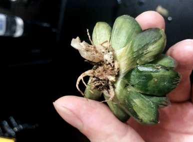 假如玉露变小了怎么办？怎样挽救玉露？