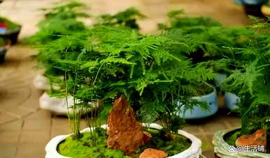 文竹的养殖方法及注意事项，文竹如何养殖才能开花结籽