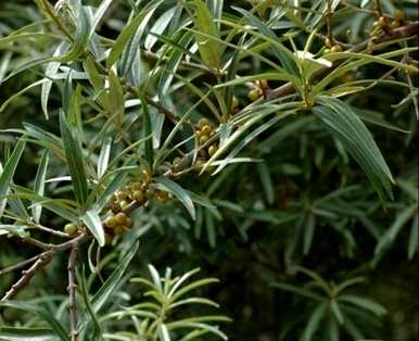 什么是沙棘类似的植物，什么是沙棘？