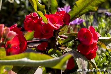 虎刺梅铁海棠花语，虎刺梅花语是什么？