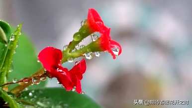 虎刺梅铁海棠花语，虎刺梅花语是什么？