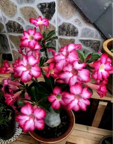花期好看又好养的花香树，花期好看又好养的花