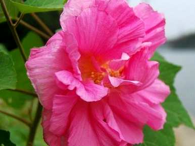 如何养盆栽芙蓉花，如何养芙蓉花盆栽