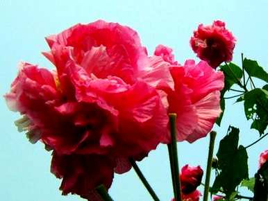如何养盆栽芙蓉花，如何养芙蓉花盆栽