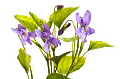 白紫罗兰的花语是什么，紫紫罗兰的花语代表什么？