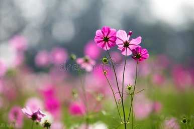 白紫罗兰的花语是什么，紫紫罗兰的花语代表什么？