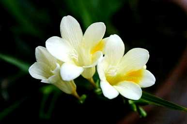 什么是香雪兰花语？花世界香雪兰花语？
