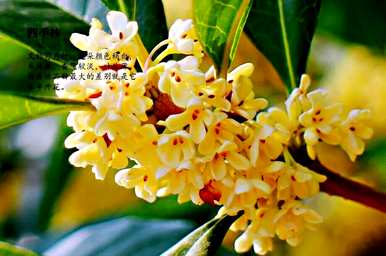 四季桂花哪种最好，四季桂花用什么肥料最好？