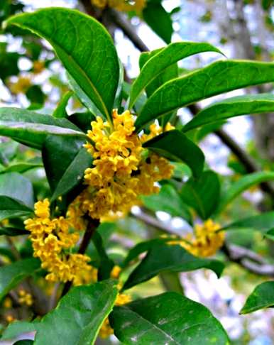 四季桂花哪种最好，四季桂花用什么肥料最好？