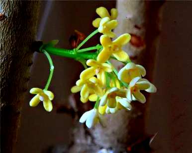 四季桂花哪种最好，四季桂花用什么肥料最好？