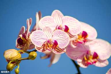 蝴蝶兰花期一般有多长？如何维护蝴蝶兰花期？