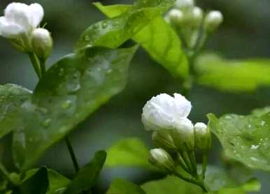 茉莉花什么时候开花，茉莉花什么时候开花