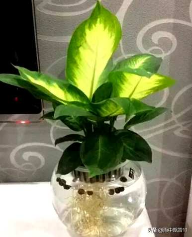 水生花卉栽培管理要点，水生花卉栽培管理要点
