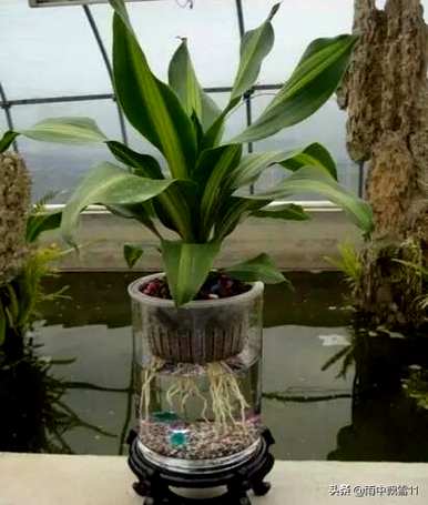 水生花卉栽培管理要点，水生花卉栽培管理要点