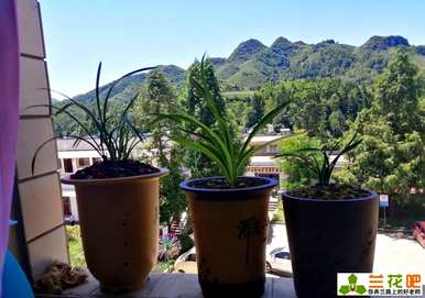 文心兰花种植方法，新手兰花种植方法