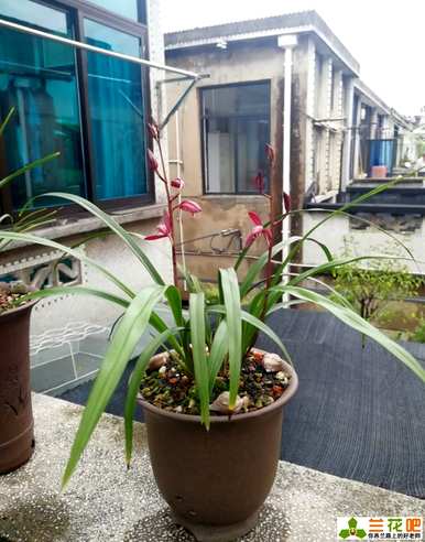 文心兰花种植方法，新手兰花种植方法
