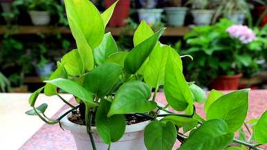 常用的室内观叶植物有哪些，室内大型耐阴观叶植物有哪些？
