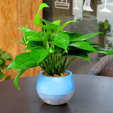 常用的室内观叶植物有哪些，室内大型耐阴观叶植物有哪些？
