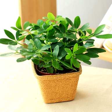 常用的室内观叶植物有哪些，室内大型耐阴观叶植物有哪些？