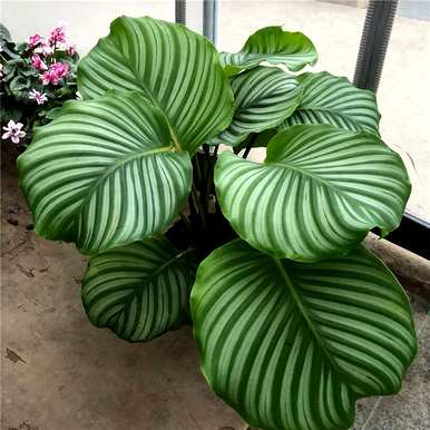 常用的室内观叶植物有哪些，室内大型耐阴观叶植物有哪些？