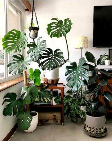 常用的室内观叶植物有哪些，室内大型耐阴观叶植物有哪些？