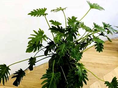 常用的室内观叶植物有哪些，室内大型耐阴观叶植物有哪些？