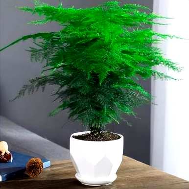 常用的室内观叶植物有哪些，室内大型耐阴观叶植物有哪些？