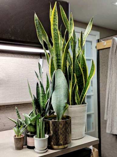常用的室内观叶植物有哪些，室内大型耐阴观叶植物有哪些？