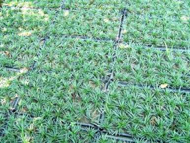 玉龙草种子何时种植，玉龙草种植后多长时间施肥？