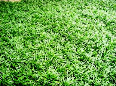 玉龙草种子何时种植，玉龙草种植后多长时间施肥？