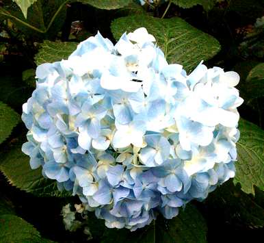 八仙花怎么养才开花，八仙花怎么养才开花？