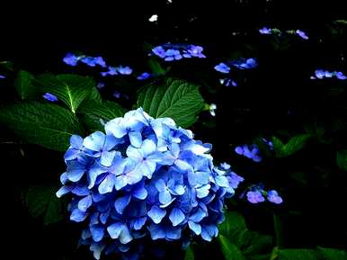八仙花怎么养才开花，八仙花怎么养才开花？