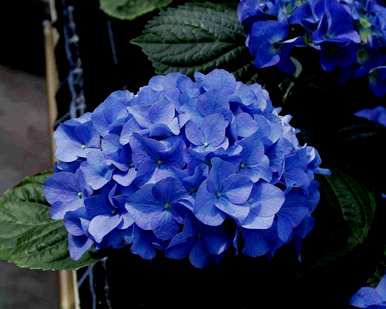八仙花怎么养才开花，八仙花怎么养才开花？