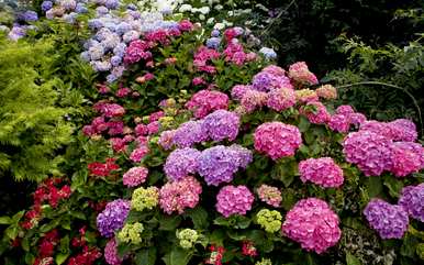八仙花怎么养才开花，八仙花怎么养才开花？