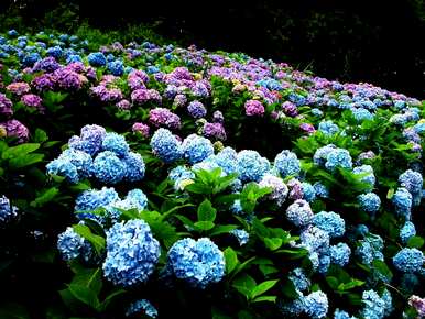 八仙花怎么养才开花，八仙花怎么养才开花？