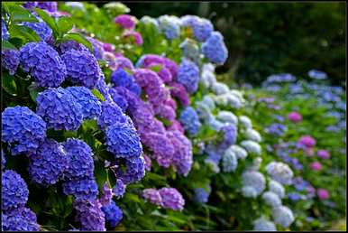 八仙花怎么养才开花，八仙花怎么养才开花？