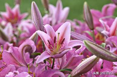 什么季节开百合花，什么季节开百合花？
