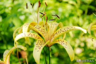 什么季节开百合花，什么季节开百合花？