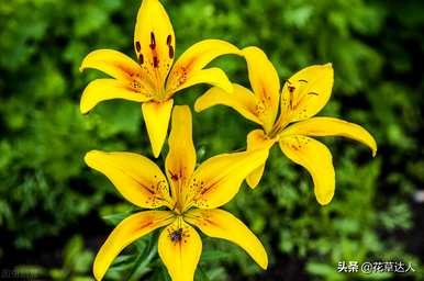 什么季节开百合花，什么季节开百合花？