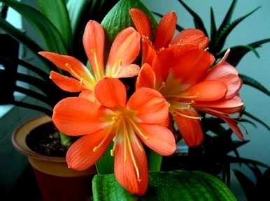 君子兰的开花季节是几个月，如何让君子兰快速开花？