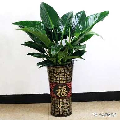 金钻的育种方法和注意事项是什么，盆栽金钻的育种方法和技术图片