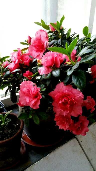 杜鹃花什么时候开花，杜鹃花怎么养才开花？