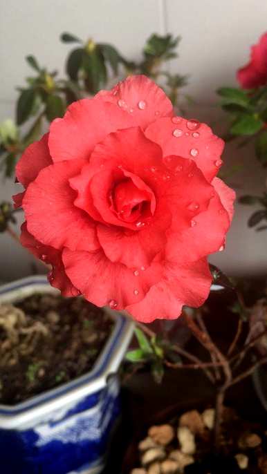 杜鹃花什么时候开花，杜鹃花怎么养才开花？