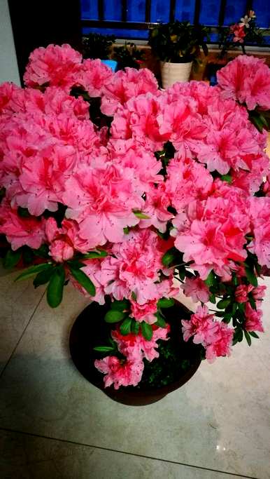 杜鹃花什么时候开花，杜鹃花怎么养才开花？