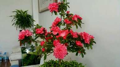 杜鹃花什么时候开花，杜鹃花怎么养才开花？
