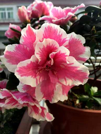 杜鹃花什么时候开花，杜鹃花怎么养才开花？