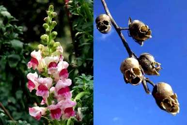 金鱼草花语图片，金鱼草花语是什么？