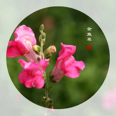金鱼草花语图片，金鱼草花语是什么？