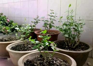 茉莉花冬天的叶子都干了，茉莉花冬天怎么养？