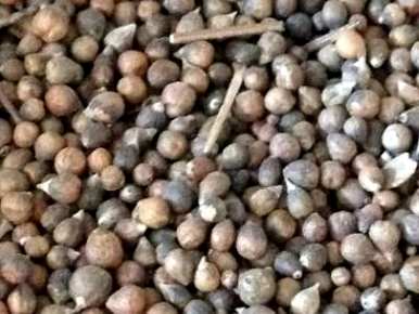 什么时候种长春花合适，什么时候种长春花
